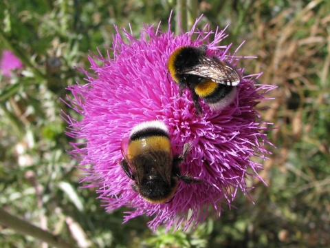 Image: Juan Manuel, Bumblebees, Flickr, Creative Commons Attribution 2.0 Generic 