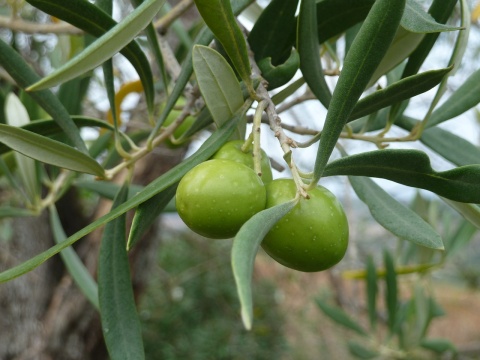 Image: AEPF, Olive tree Italy, Pixabay, Pixabay Licence