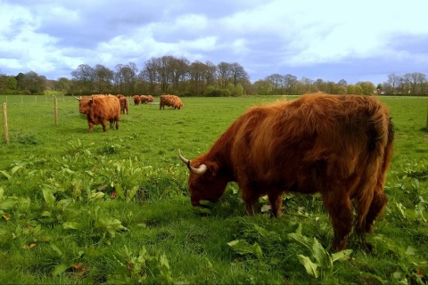 Image: Pete, The Cows…, Flickr, Creative Commons Attribution 2.0 Generic