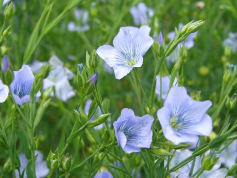 Image: Iam Paterson, The seeds of flax are used to make linseed oil, Wikimedia Commons, Creative Commons Attribution-Share Alike 2.0 Generic