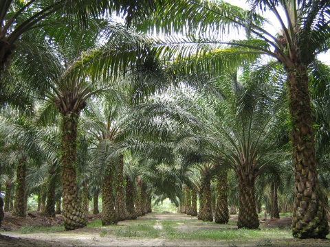 Image: Craig, Oil palms in Malaysia, Wikimedia Commons, Public domain