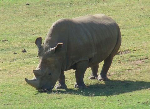 Image: Sheep81, Northern White Rhinoceros Angalifu, Wikimedia Commons, Public domain