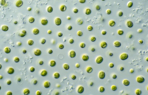 Image: CSIRO, Microalgae – Nannochloropsis sp., WIkimedia Commons, Creative Commons Attribution 3.0 Unported