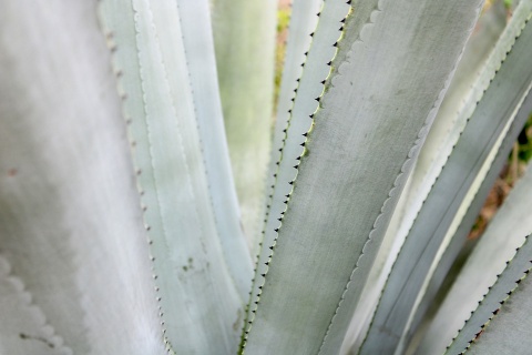 Image: VgBingi, Agave tequilana plant close up, Pixabay, Pixabay Licence