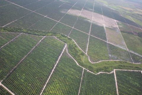 Image: glennhurowitz, Recently planted palm oil plantation on rainforest peatland, Flickr, Creative Commons Attribution-NoDerivs 2.0 Generic 
