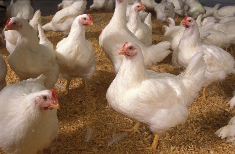 Image: USDA, Chickens, Flickr, Public domain