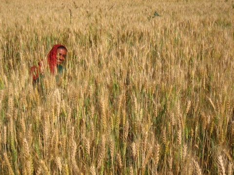 Image: Meena Kadri, Harvesting wheat #2, Flickr, Creative Commons Attribution 2.0 Generic 