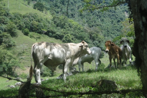 Image: Pixnio, Cows, grazing, cattle, Public Domain