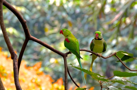 Image: nil2hoff, Birds rainforest birds, Pixabay, Pixabay License