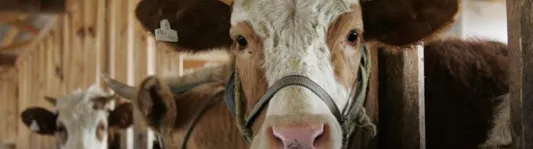 Image of communal cattle in China by ILRI via Flickr