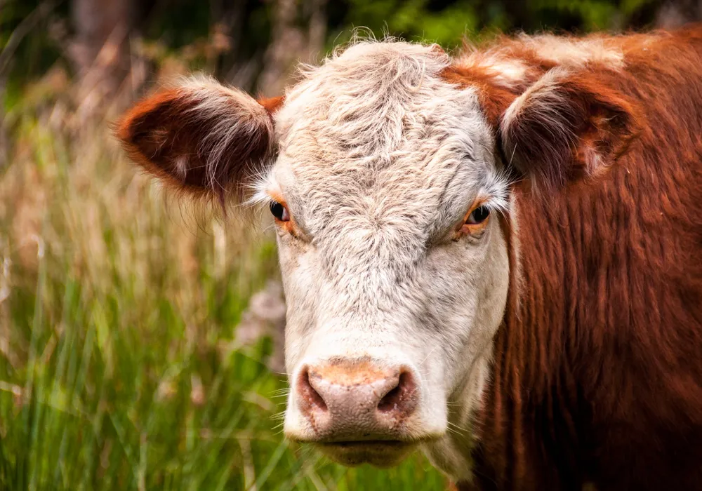 Image: James Wheeler, Close-up photo of white and brown cattle, Pexels, Pexels Licence