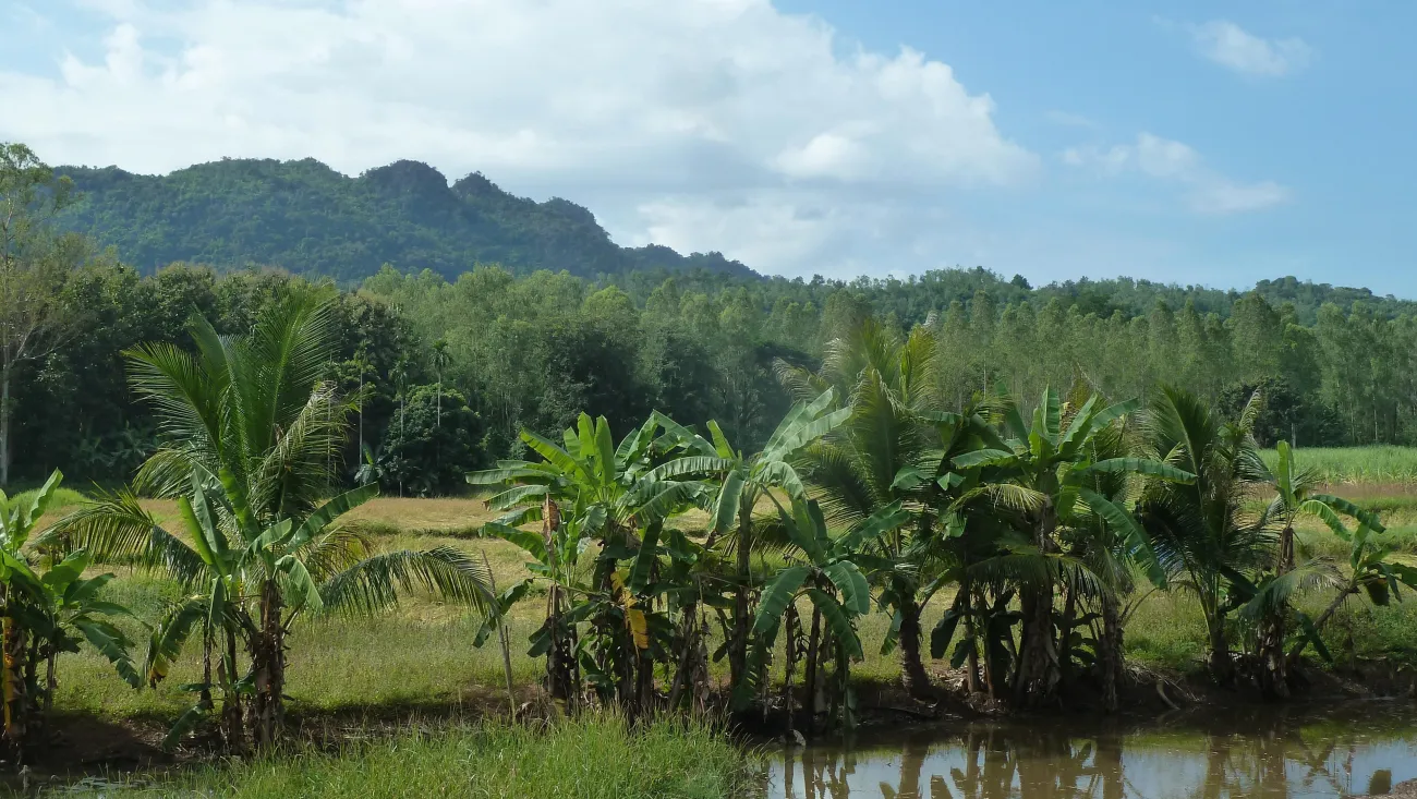 A recovered family farm in Thailand