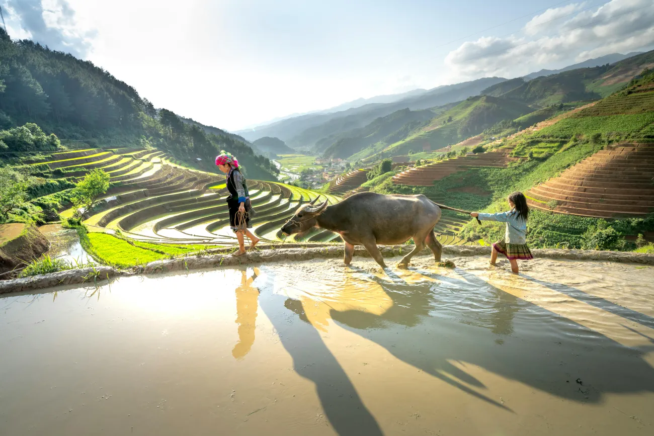 Farmer and daughter walking a cow through a rice field