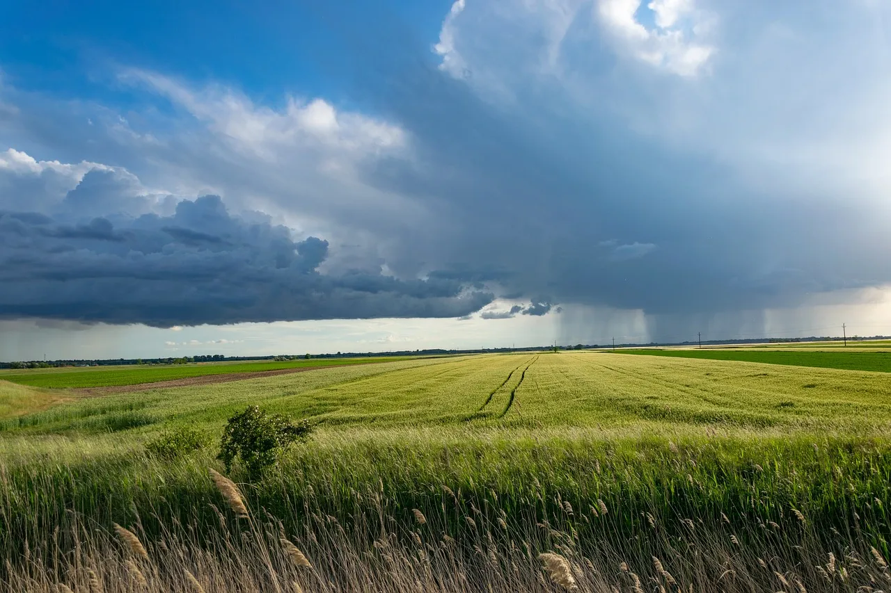 A field of wheat with a raining storm cloud in the distance. Image by Ottó from Pixabay