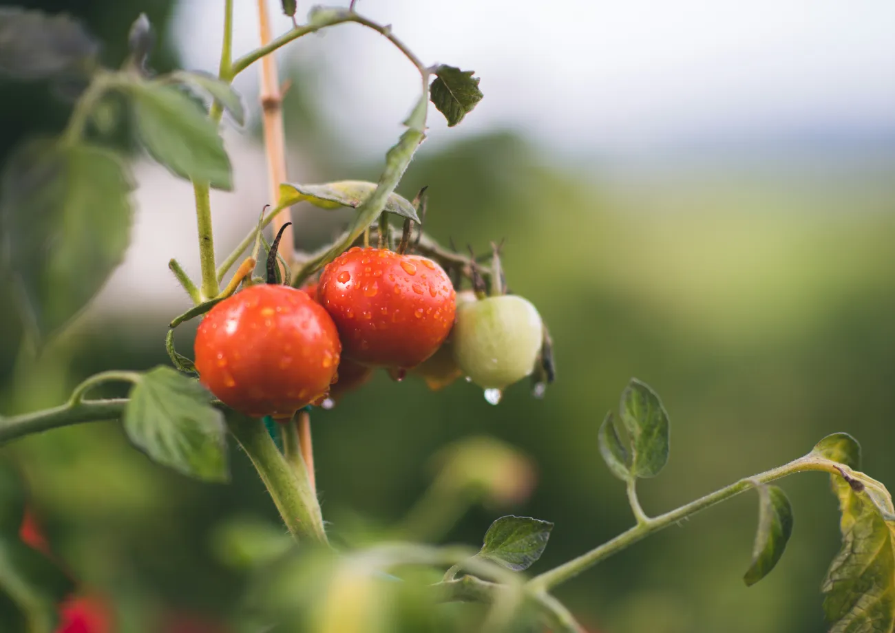 Tomatoes wet with dew in a garden. Photo by Janko Ferlic via Unsplash.