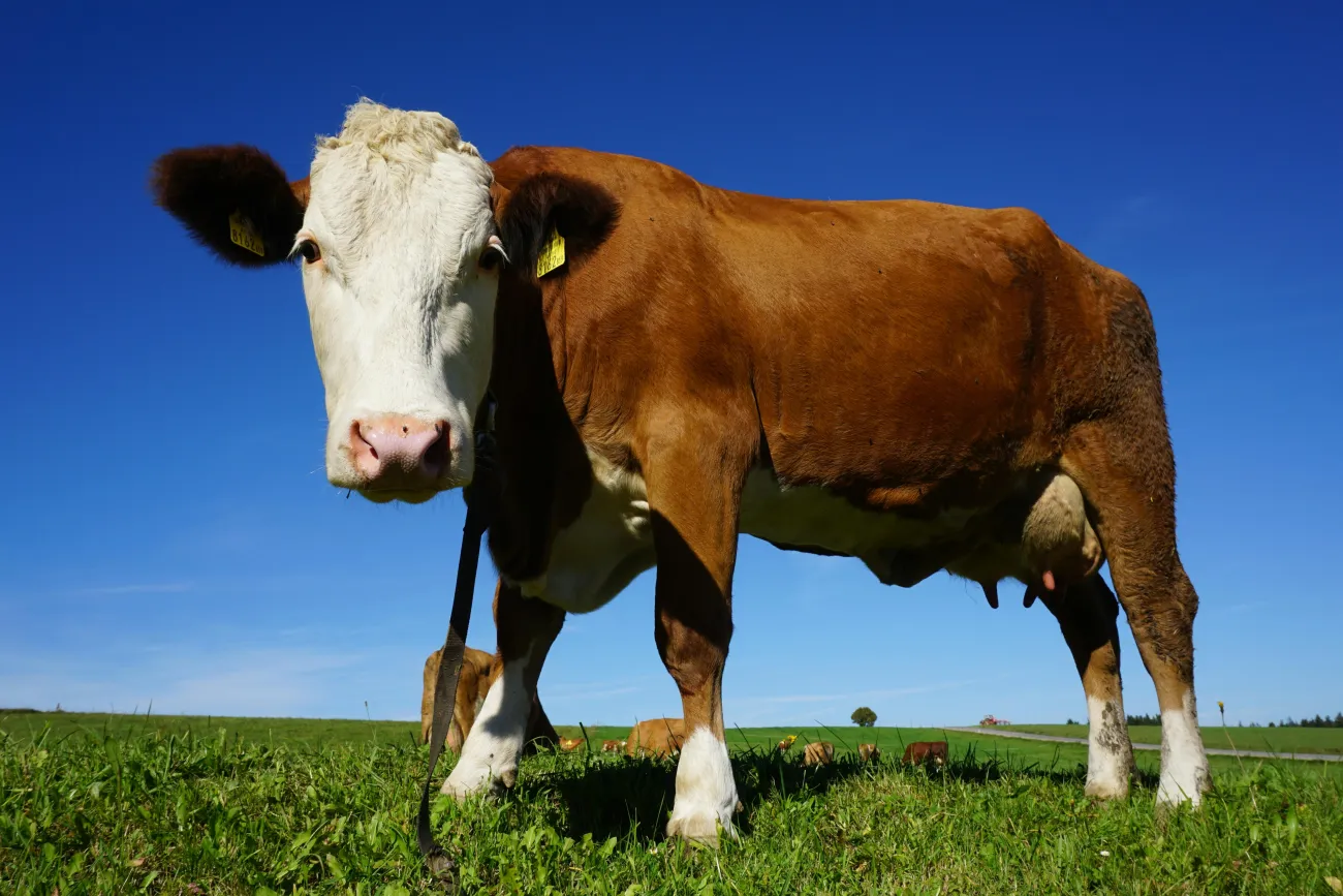 Picture of a cow in a field close up. Credit: Pixabay