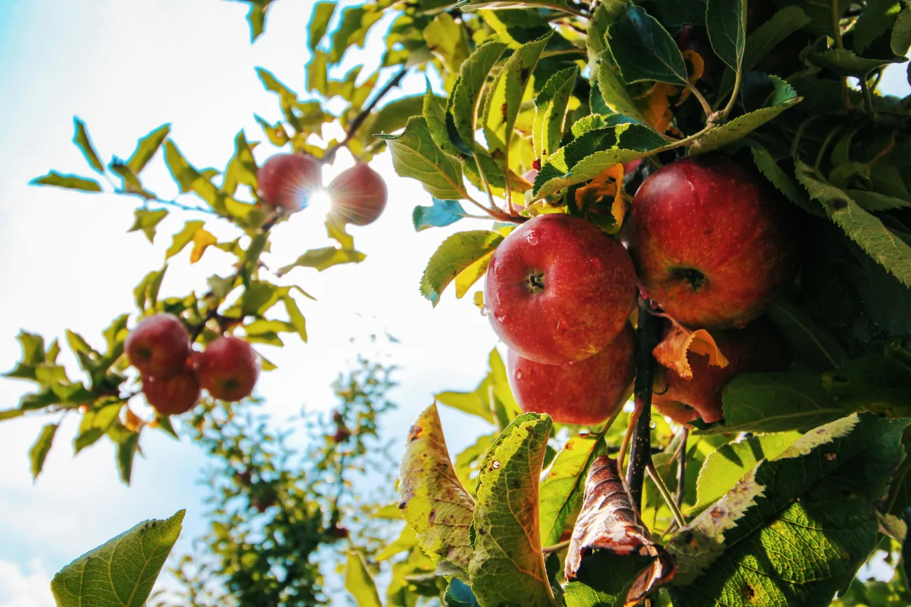 Photo of apple orchard. Credit: Shottrotter via Pexels