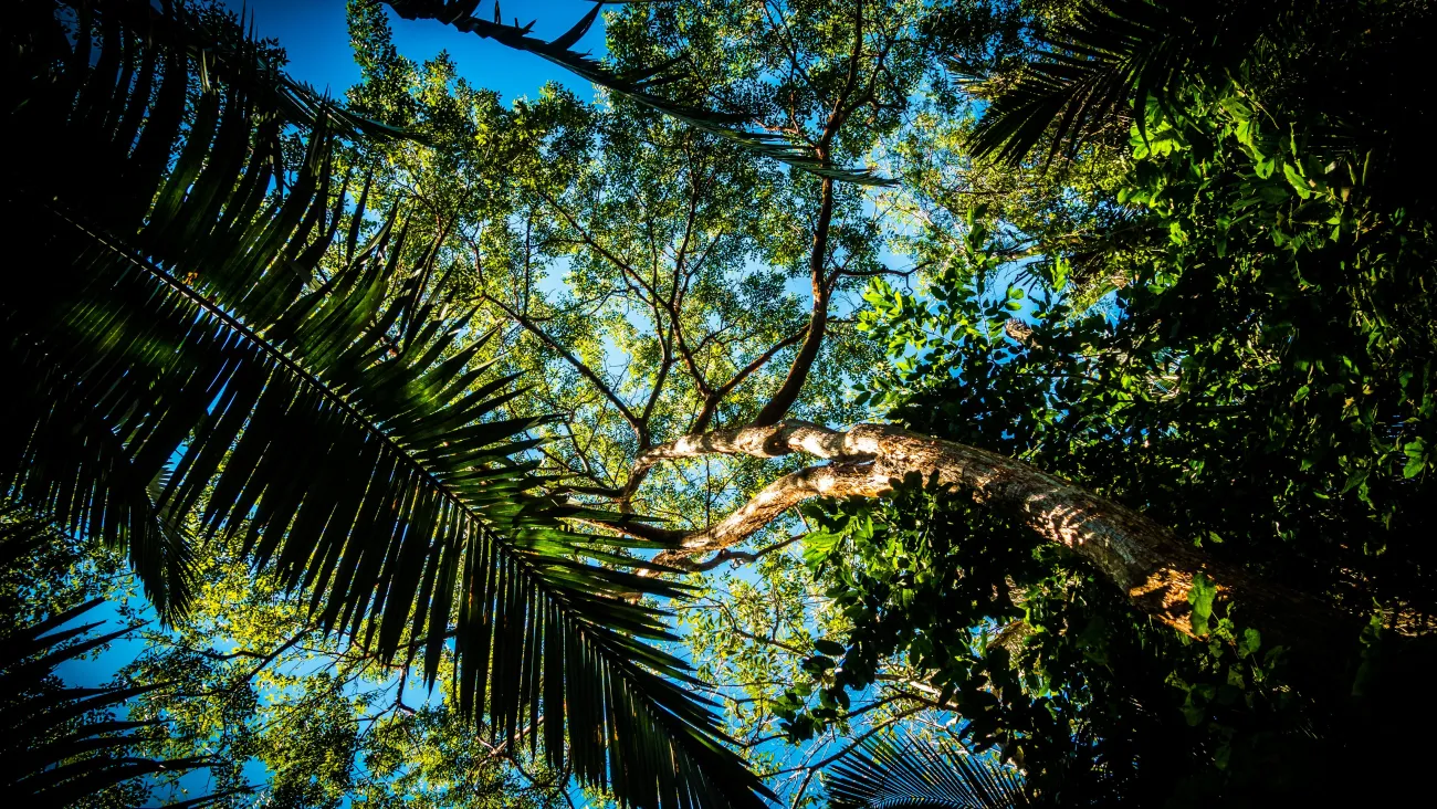 forest cover. Credit: André Cook via Pexels