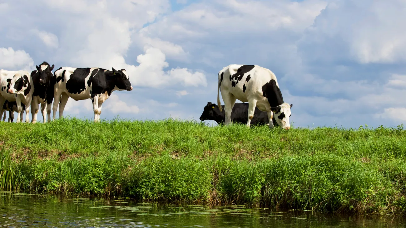 Cows in field by river. CreditL Matthias Zomer via Pexels.