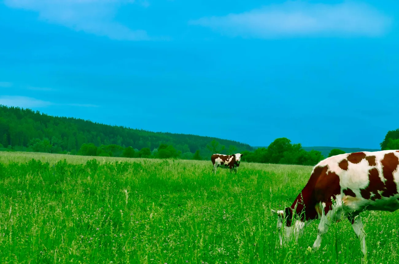 Cows in field. Credit: Andrey Niqi via pexels
