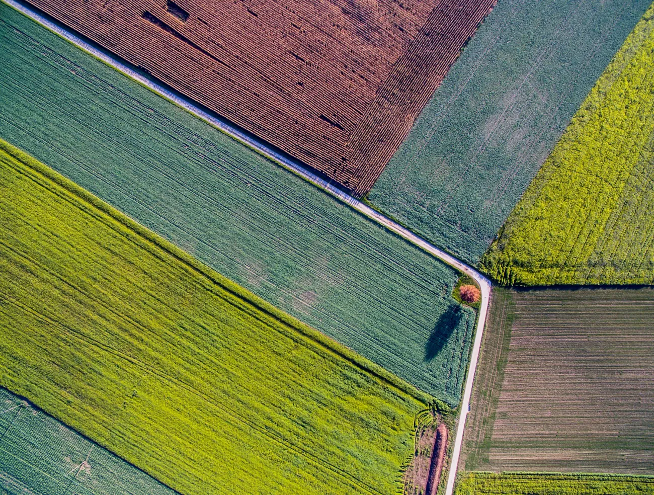 An aerial photo of multicoloured agricultural fields. Image by Jean Wimmerlin via Unsplash.