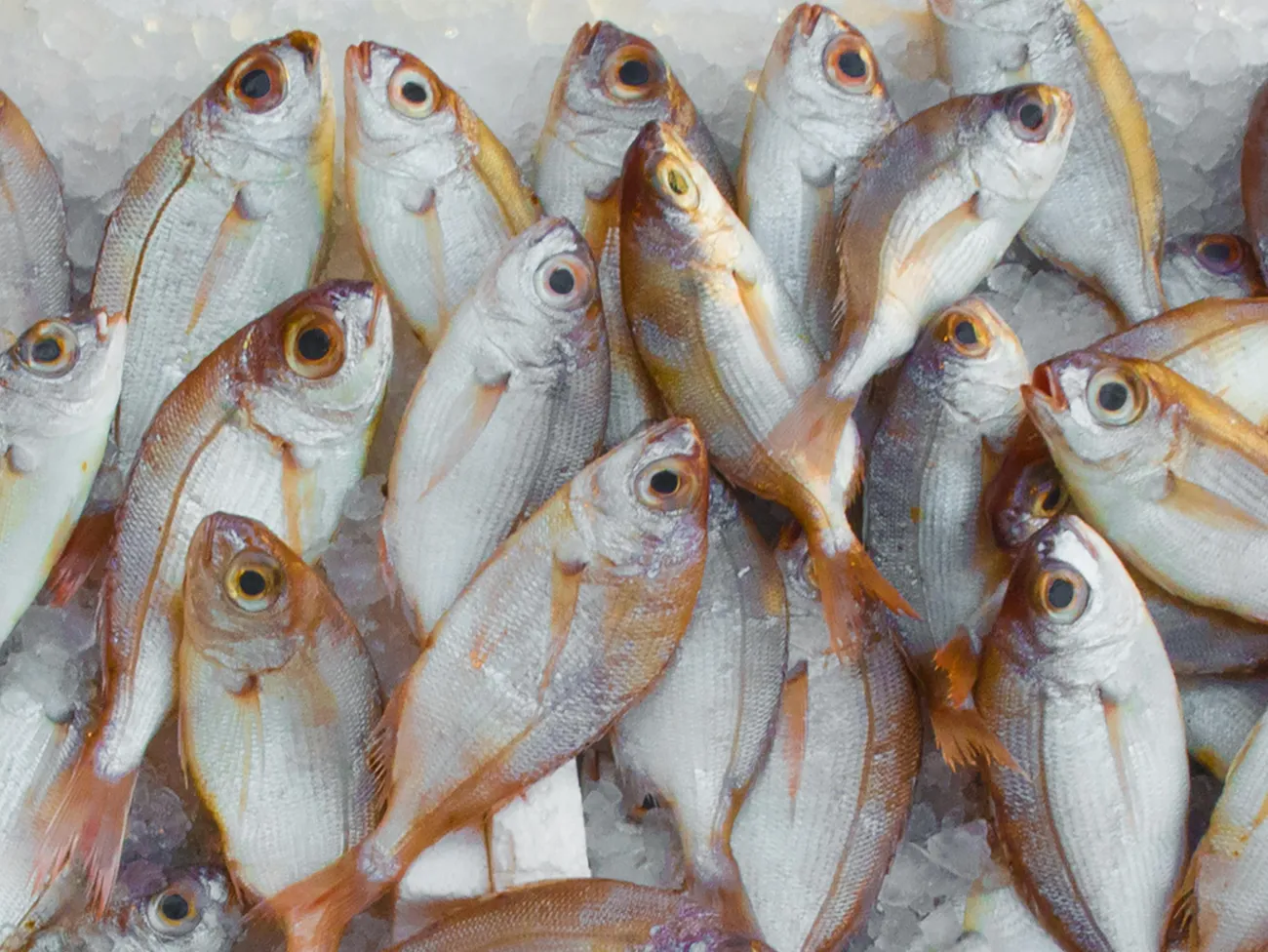 Picture of fish. Credit: Mali Maeder via Pexels