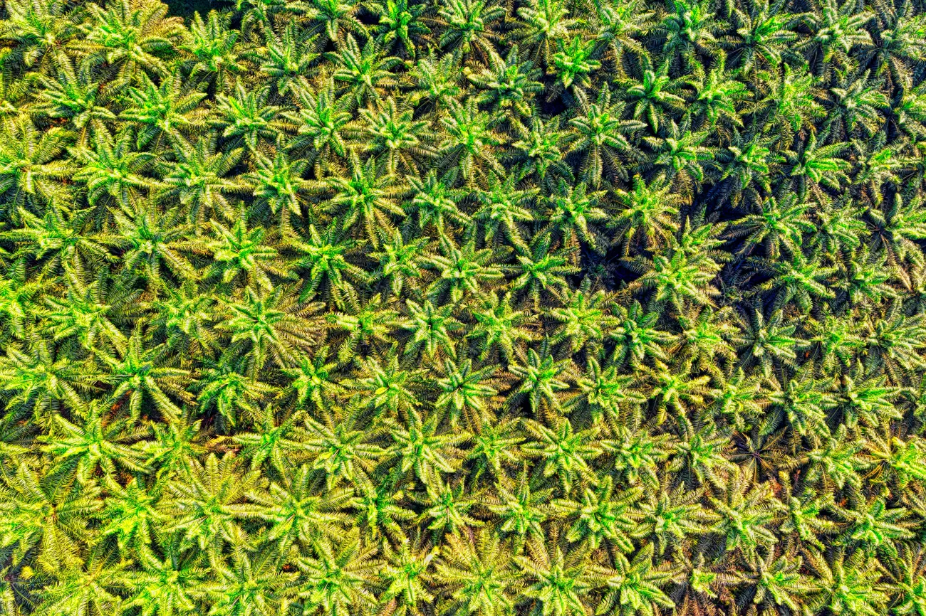 Aerial view of palm plantation. Credit Tom Fisk via Pexels.