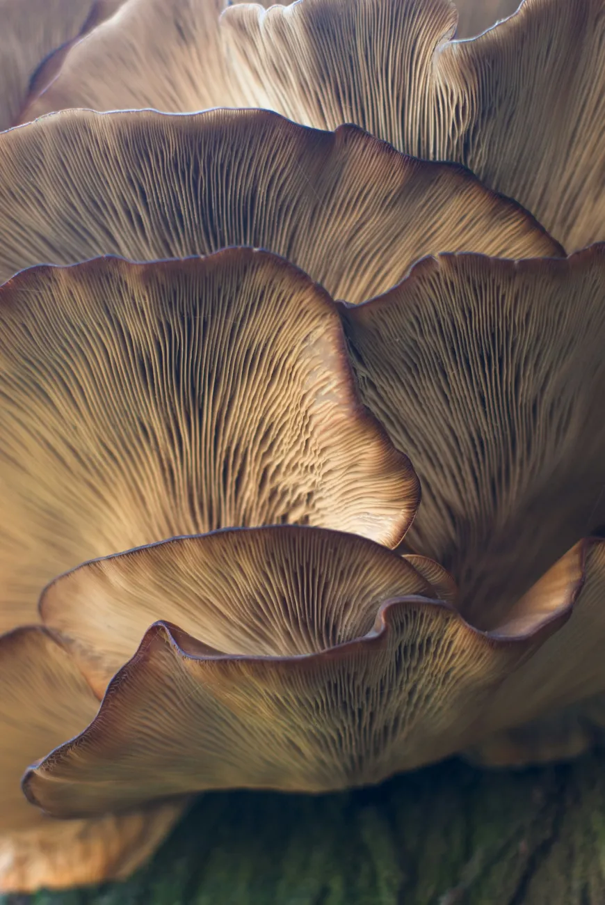 A close-up of the gills on the undersides of several oyster mushrooms. Photo by Damir Omerovic via Unsplash.
