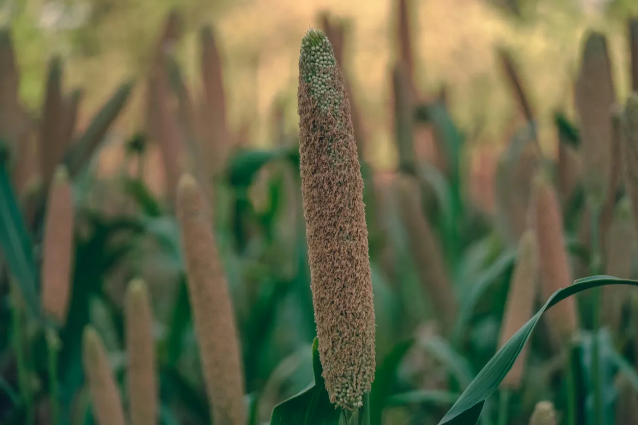 Picture of millet in a field. Credit: Ranjeet Chauhan via Pexels.