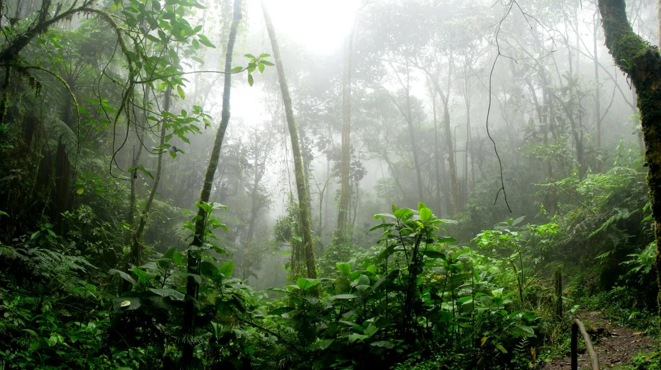 Amazon rainforest. Credit: David Riaño Cortés via Pexels