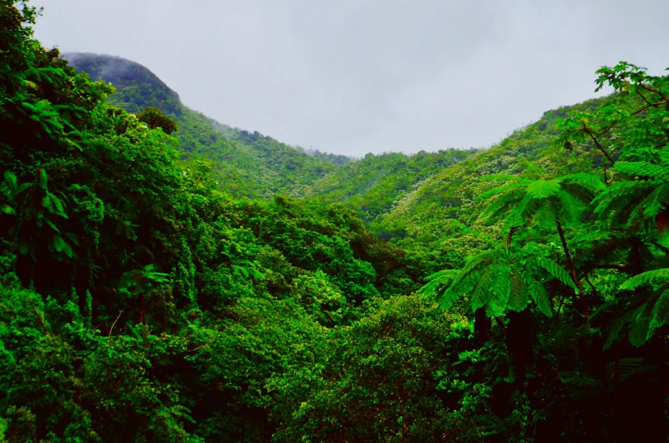 Photo of rolling rainforest: Credit Molly Champion via Pexels