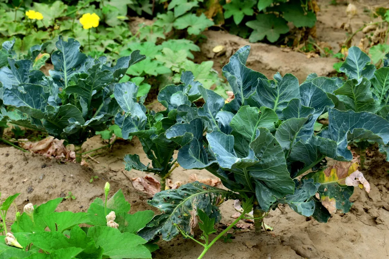 Picture of kale and cabbages in ground. Credit: Waraich Studio via Pexels.