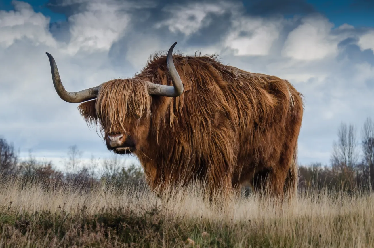 Photo credits: Pexels - https://www.pexels.com/photo/brown-yak-on-green-and-brown-grass-field-144234/ Photo credits: Pexels - https://www.pexels.com/photo/brown-yak-on-green-and-brown-grass-field-144234/