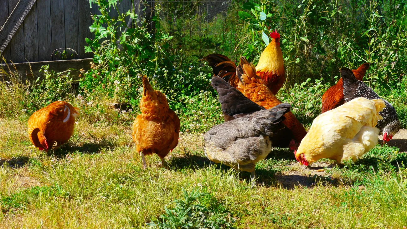 Chickens at Johnson Farms by Rick Obst via Flickr Chickens at Johnson Farms by Rick Obst via Flickr