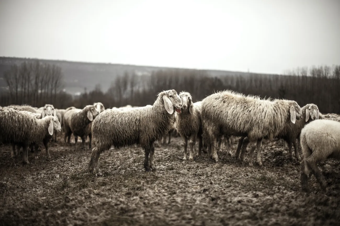 Photo credits: Pexels - https://www.pexels.com/photo/black-and-white-animals-sheep-flock-1469/ Photo credits: Pexels - https://www.pexels.com/photo/black-and-white-animals-sheep-flock-1469/