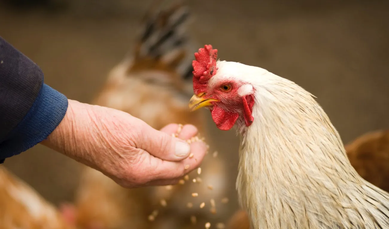 Image: VisionPic.net, Person feeding white chicken outdoor, Pexels, Pexels Licence Image: VisionPic.net, Person feeding white chicken outdoor, Pexels, Pexels Licence