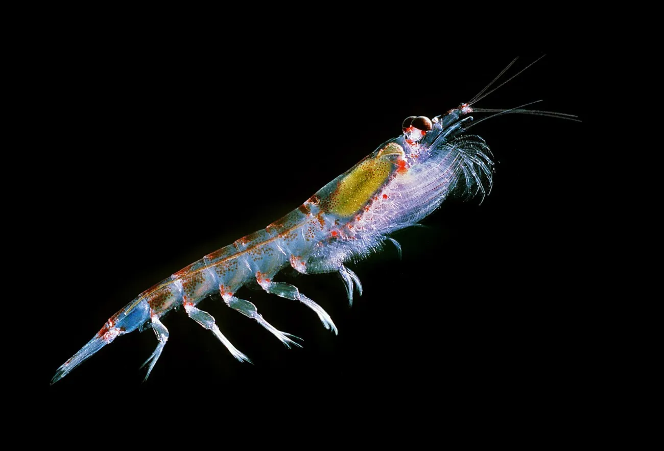 Image: Uwe Kils, Antarctic krill (Euphausia superba), Wikimedia Commons, Creative Commons Attribution-Share Alike 3.0 Unported Image: Uwe Kils, Antarctic krill (Euphausia superba), Wikimedia Commons, Creative Commons Attribution-Share Alike 3.0 Unported