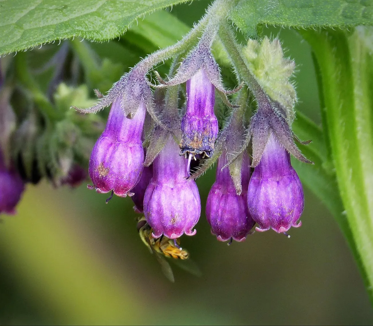 Image: gailhampshire, Symphytum officinale blue-flowered Common Comfrey, Flickr, Creative Commons Attribution 2.0 Generic Image: gailhampshire, Symphytum officinale blue-flowered Common Comfrey, Flickr, Creative Commons Attribution 2.0 Generic