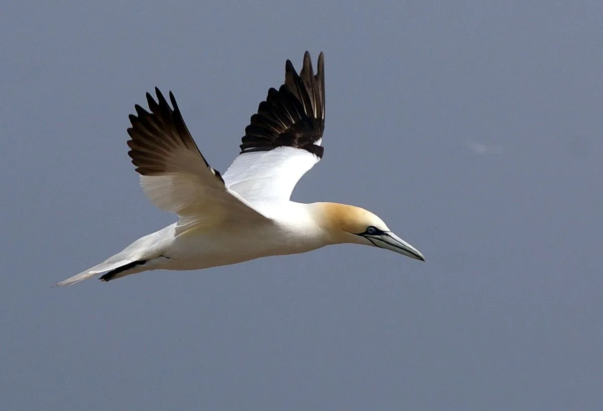 Image: jacme31, Northern Gannet flying on Bonaventure Island in Gaspesie, Quebec, Canada, Wikimedia Commons, Creative Commons Attribution-Share Alike 2.0 Generic Image: jacme31, Northern Gannet flying on Bonaventure Island in Gaspesie, Quebec, Canada, Wikimedia Commons, Creative Commons Attribution-Share Alike 2.0 Generic