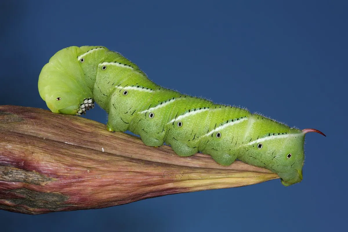 Image: Daniel Schwen, Tobacco Hornworm, found in Urbana, Illinois, USA, Wikimedia Commons, Creative Commons Attribution-Share Alike 4.0 International Image: Daniel Schwen, Tobacco Hornworm, found in Urbana, Illinois, USA, Wikimedia Commons, Creative Commons Attribution-Share Alike 4.0 International