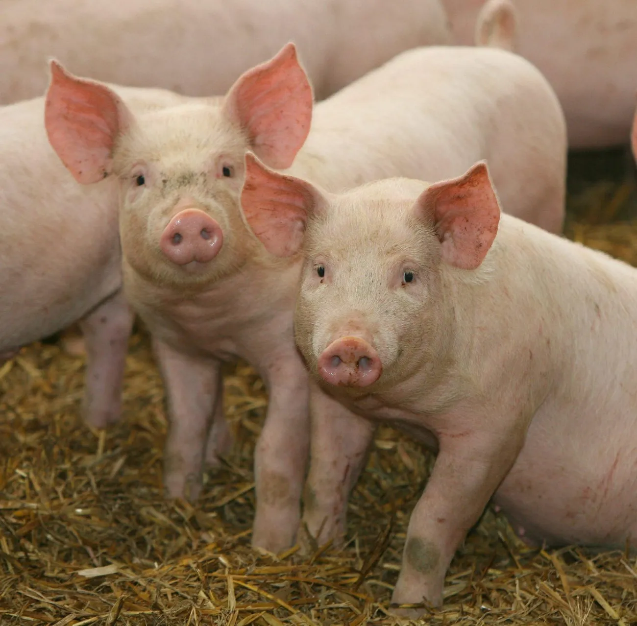 Image: K-State Research and Extension, Pigs, Flickr, Creative Commons Attribution 2.0 Generic Image: K-State Research and Extension, Pigs, Flickr, Creative Commons Attribution 2.0 Generic