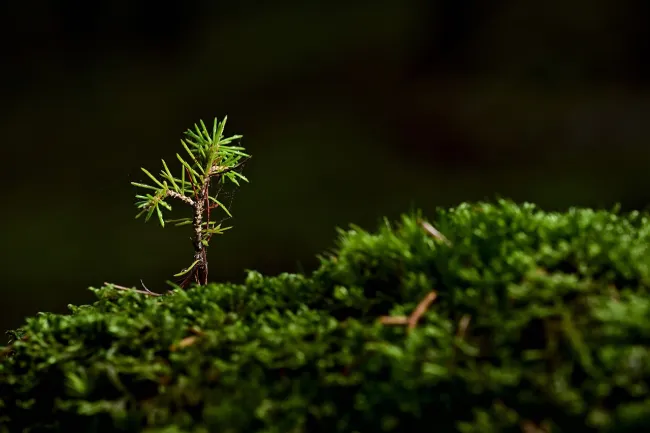 Image: jggrz, Tree moss seedling, Pixabay, Pixabay Licence
