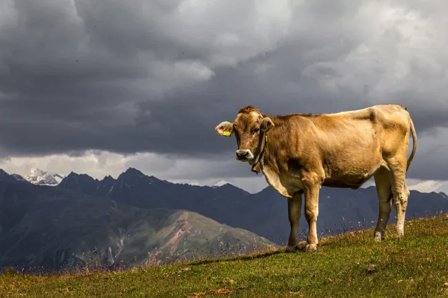 Image: analogicus, Cow beef animal, Pixabay, Pixabay Licence