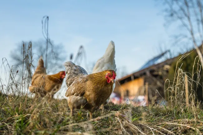 Image: munzelminka, Chickens hens birds, Pixabay, Pixabay Licence