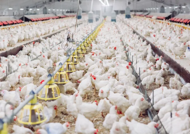 Lots of chickens