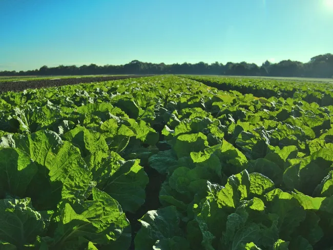 Image: joffi, Salad field, Pixabay, Pixabay Licence