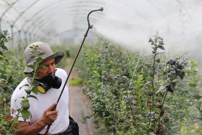A farmer spraying herbicides on plants. Photo via Laura Arias