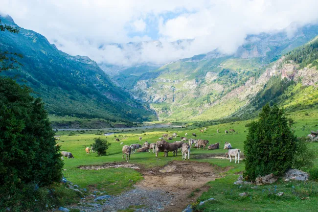 A herd of cows grazes in a green valley surrounded by mountains. Photo by Juan Pablo Guzmán via Pexels.