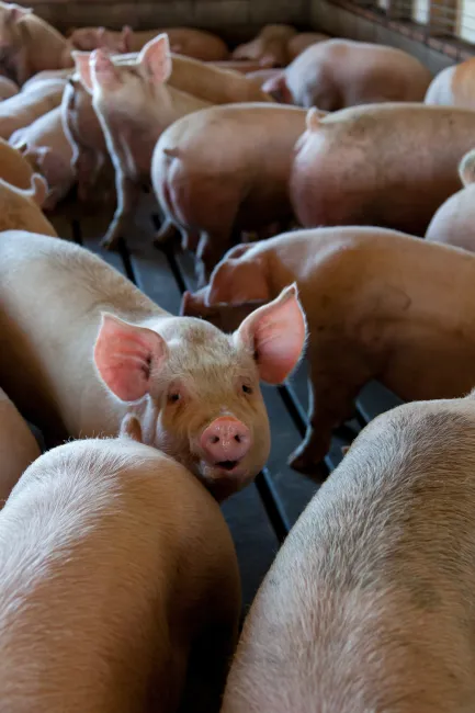 Photo of a group of pigs. Image by Mark Stebnicki via Pexels