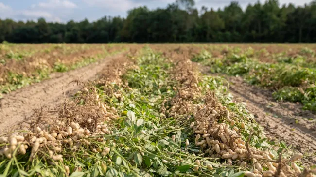 Field of peanuts. Credit: Mark Stebnicki via Pexels.